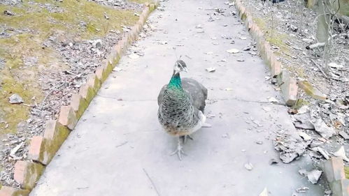 宝鸡到陇县汽车多少钱