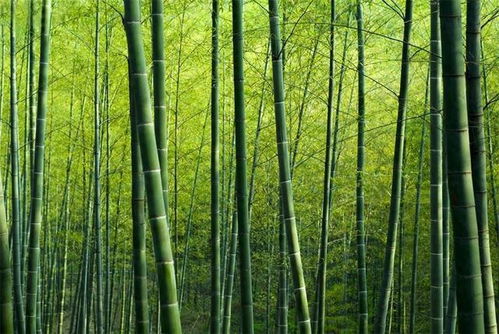 成都竹子开花 错过再等60年 成都竹子开花 错过再等60年