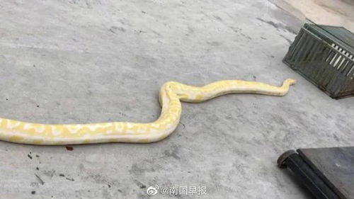 蟒蛇汽车多少钱 蟒蛇汽车多少钱