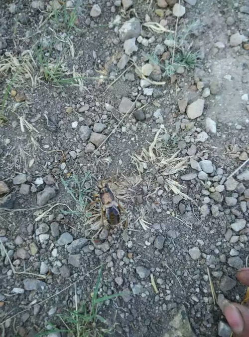 陕西一景区大量虫子往游客脖子里钻 陕西一景区大量虫子往游客脖子里钻