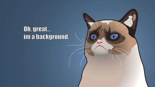 网红小猫悟空疑因中毒去世