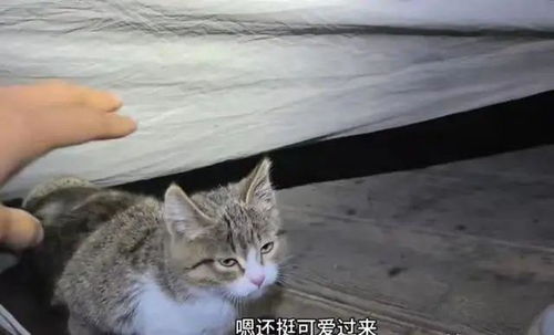 网红猫“悟空”死亡时到底发生了什么