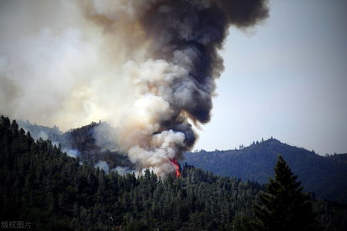 美国加州50多只鸟空中突然爆炸 美国加州50多只鸟空中突然爆炸