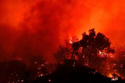 美国加州50多只鸟空中突然爆炸 美国加州50多只鸟空中突然爆炸