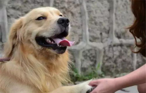 狗狗与小主人绕圈追逐竟懂得回头堵(狗狗与小主人绕圈追逐，竟演绎出温馨堵截的瞬间)