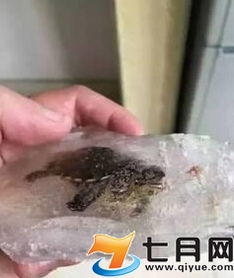 “死去”乌龟埋进花盆2个月后复活(死去复生的乌龟,埋进花盆后的奇迹) “死去”乌龟埋进花盆2个月后复活(死去复生的乌龟,埋进花盆后的奇迹)