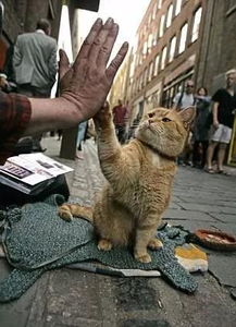 起猛了 养到能吃猫的花了(起猛了,养到能吃猫的花了) 起猛了 养到能吃猫的花了(起猛了,养到能吃猫的花了)