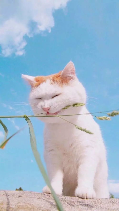 华为电脑猫咪壁纸怎么换(华为电脑更换猫咪壁纸的详细步骤)