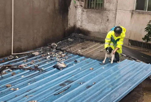 狗狗被困洪水不要救援 只等主人来接(狗狗坚守信念,静待主人归) 狗狗被困洪水不要救援 只等主人来接(狗狗坚守信念,静待主人归)