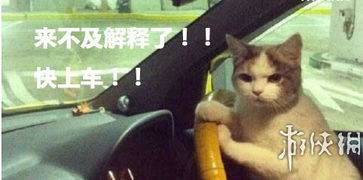虐猫考生上岸失败系道德品行等问题(道德之锚,虐猫考生上岸失败背后的反思) 虐猫考生上岸失败系道德品行等问题(道德之锚,虐猫考生上岸失败背后的反思)