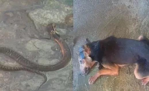 狗狗躺牛粪上狂蹭 主人崩溃大哭(狗狗躺牛粪上狂蹭,主人崩溃大哭) 狗狗躺牛粪上狂蹭 主人崩溃大哭(狗狗躺牛粪上狂蹭,主人崩溃大哭)