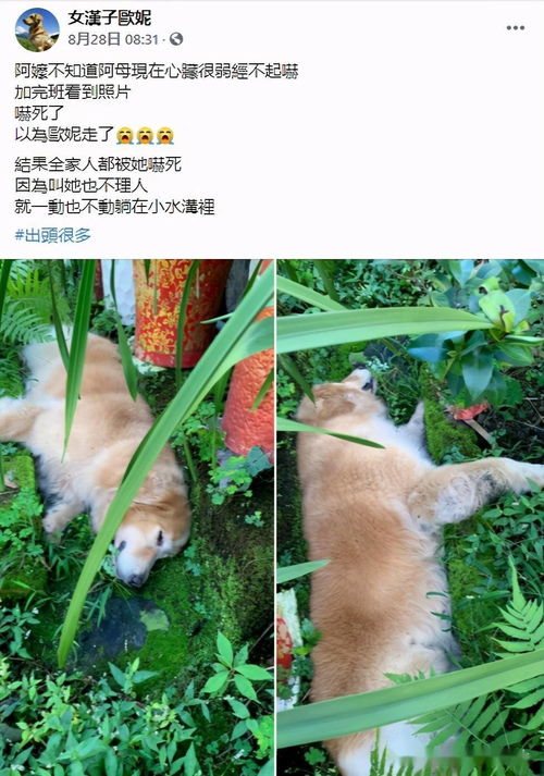 狗狗躺牛粪上狂蹭 主人崩溃大哭(狗狗躺牛粪上狂蹭,主人崩溃大哭) 狗狗躺牛粪上狂蹭 主人崩溃大哭(狗狗躺牛粪上狂蹭,主人崩溃大哭)