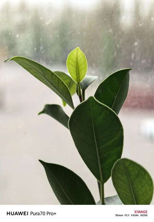 华为手机叶子怎么拍 华为手机叶子怎么拍