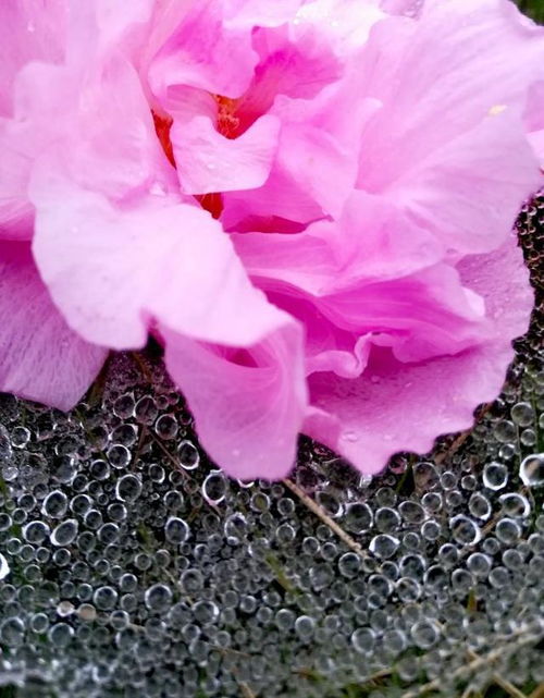 华为手机怎么照雨点 华为手机怎么照雨点