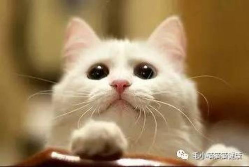 猫咪在那里游戏日本攻略 VS 作画游戏攻略