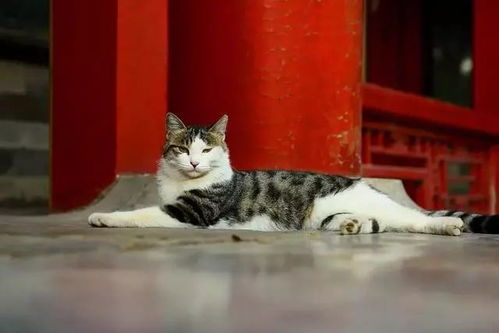 猫咪在那里游戏日本攻略 VS 欧美游戏接管攻略