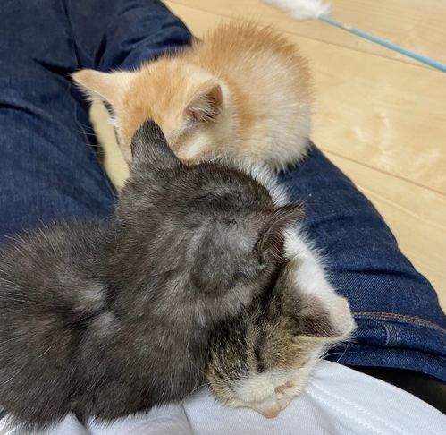 小猫游戏橘猫游戏攻略 VS 草游戏攻略 小猫游戏橘猫游戏攻略 VS 草游戏攻略